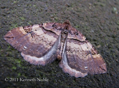 shoulder stripe (Anticlea badiata) Kenneth Noble